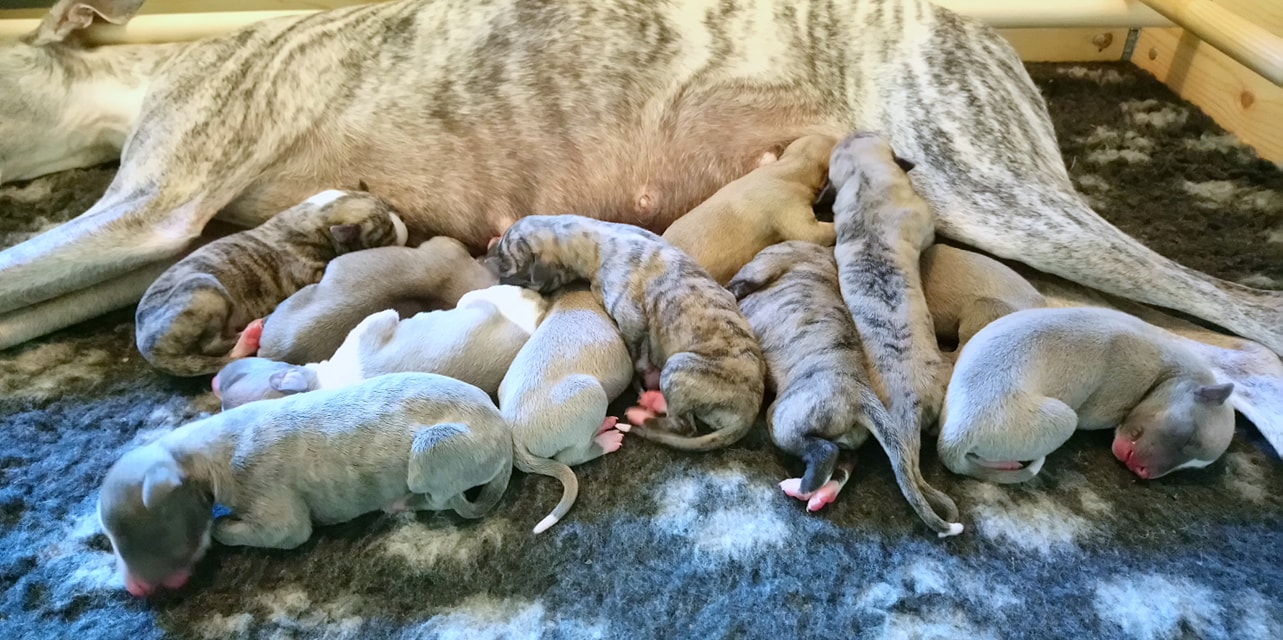 39188300_681000305588146_8664990949383864320_o