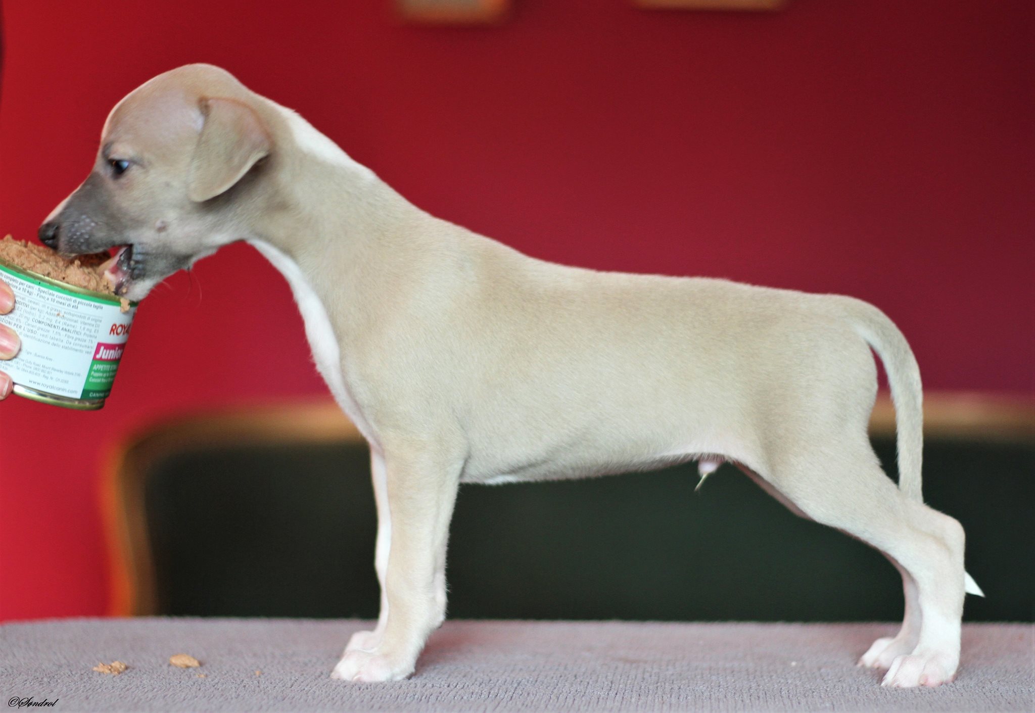 42330812_707513362936840_7471303895831019520_o