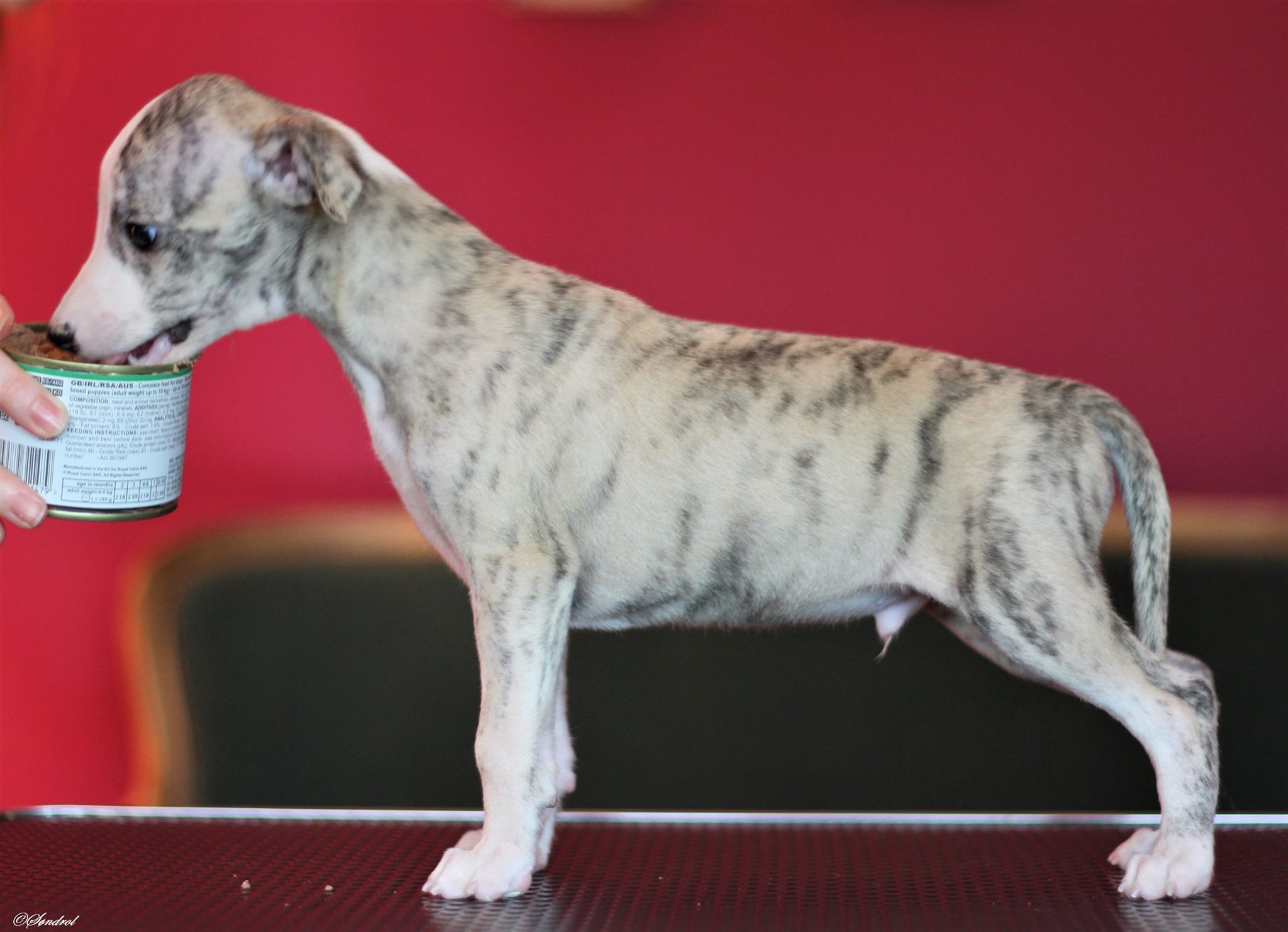 42379415_707512582936918_7140220620922421248_o